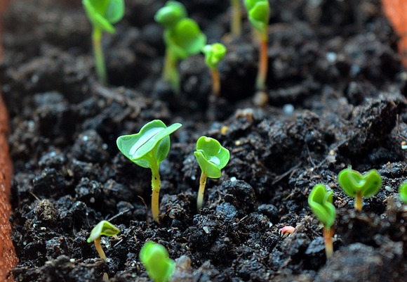 Sprouts 1403167 640